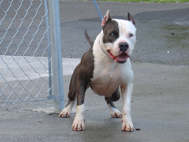 Pitbull terrier Gangsta Gotti | Gotti | kaui_18 | Flickr