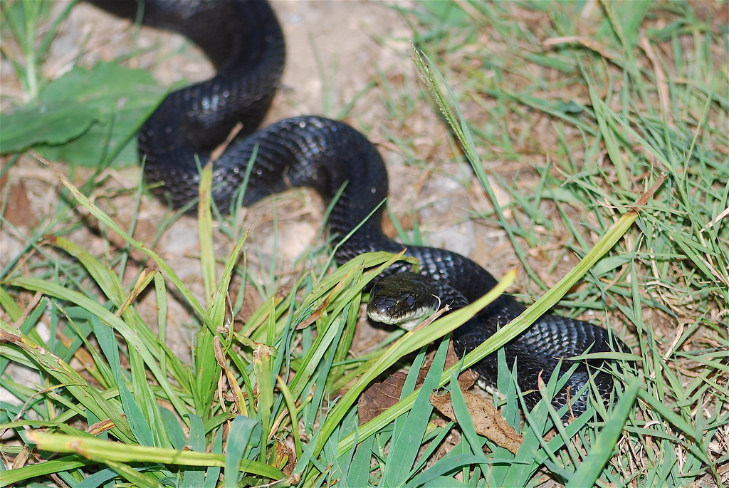 Black Rat Snake | Southwest Missouri; Looking For A Cooler P… | Melissa ...