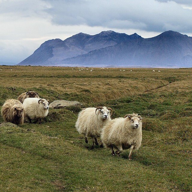 Sheep | by Atli Harðarson