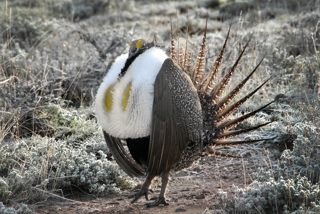 Greater Sage-grouse (Centrocercus urophasianus) DSC_0054 | by NDomer73