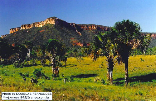 cerrado brasileiro sabana brasile a brazilian savanna Ser 