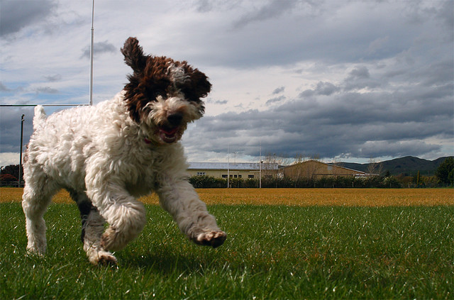 cool-dog-facts-lagotto-romagnolo