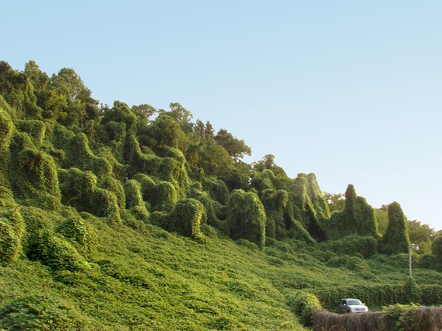 The photograph "kudzu" by Katie Ashdown shows a landscape engulfed by the kudzu vine.