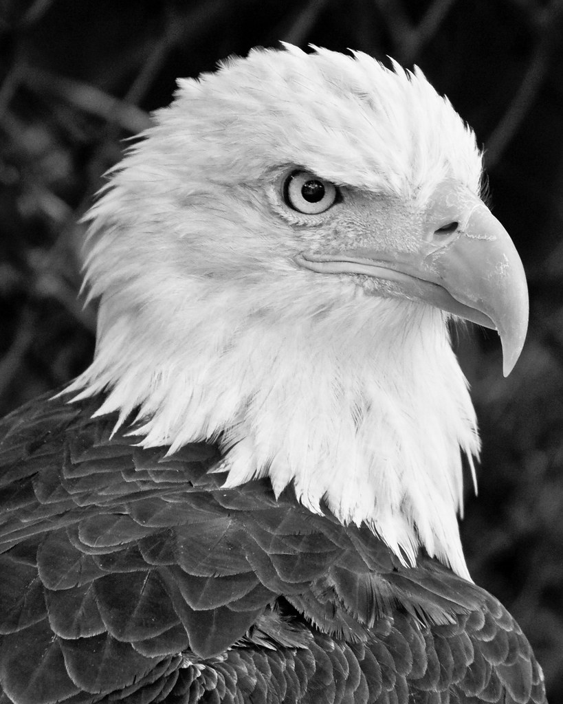 Bald Eagle - Black and White | Best viewed large | Brandon | Flickr