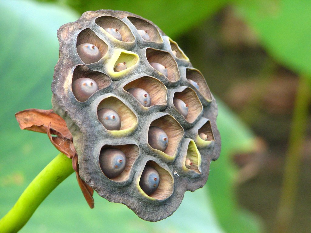 water-lily-seed-pod-taken-at-the-atlanta-botanical-gardens