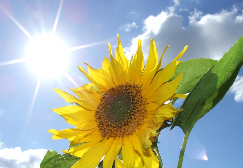 Sun .... flower - "I wish ......" - James Rickwood - Flickr