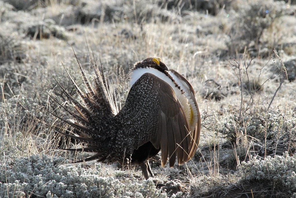 Greater Sage-Grouse (Centrocercus urophasianus) DSC_0070 | by NDomer73