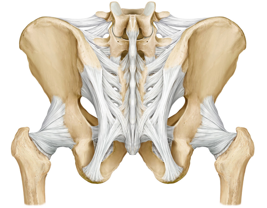 Posterior Pelvic Bone Anatomy