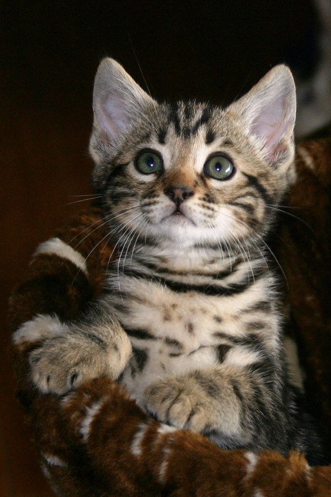 Marble Male Bengal Kitten ~ "Jameson" ~ shown here at 7 we… | Flickr