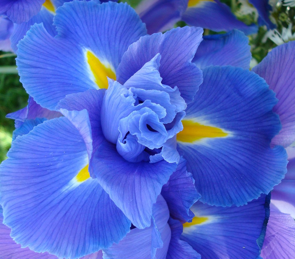 Blue Iris 116