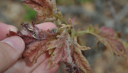 Winter moth larvae on an oak leaf.