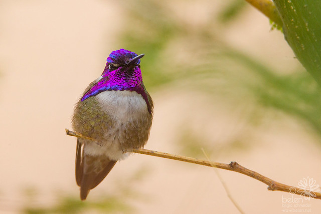 Male Costa's Hummingbird