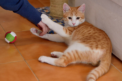 Jinks, gatito rubio y blanco de ojos cobre juguetón, nacido en Septiembre´15, en adopción. Valencia. ADOPTADO. 25439744881_efd6451f38
