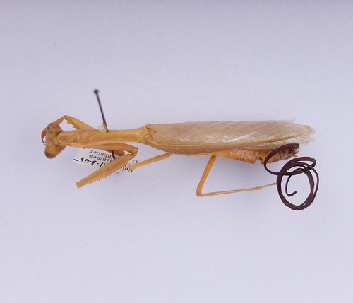 A yellowing mantis specimen is pinned to a white foam background with a long reddish-brown coil emerging from the specimen's abdomen.