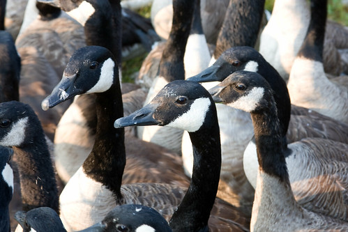 Photo of Canada geese