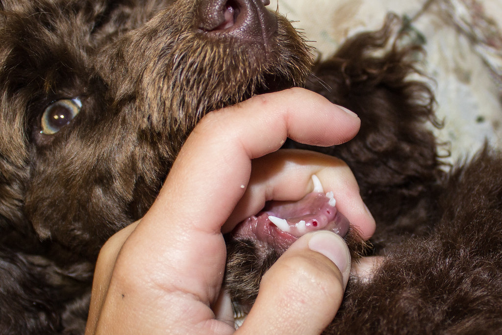 missing teethstandard puppy Poodle Forum