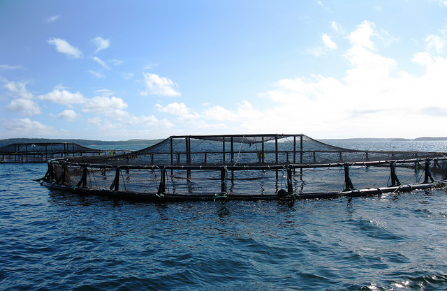 美國緬因州的沿海水產養殖。圖片來源：NOAA（CC BY 2.0）