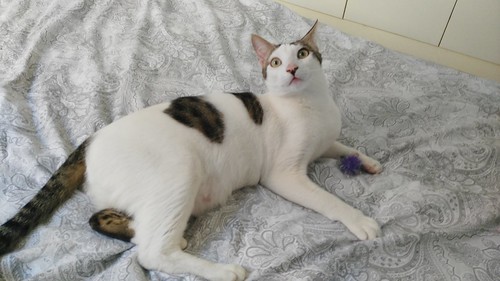 Abel, gatito blanco y pardo cariñoso y activo esterilizado, nacido en Marzo´15, en adopción. Valencia. ADOPTADO. 25390290956_be4a7ca007