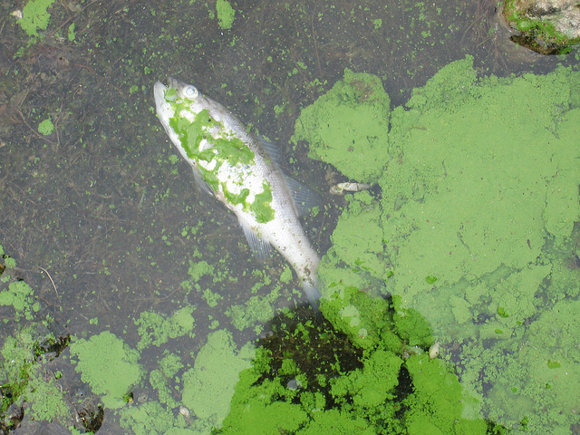 美國愛荷華州賓德湖（Lake Binder）的藻華現象。圖片來源：eutrophication&hypoxia（CC BY 2.0）