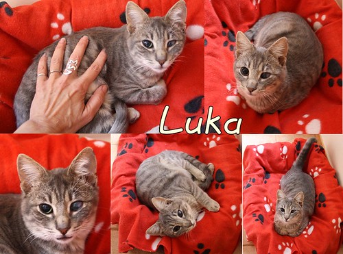 Luka, gatito azul ruso tabby esterilizado con ojo velado nacido en Agosto´15, en adopción. Valencia. ADOPTADO. 23937433944_35a8a0b2d6