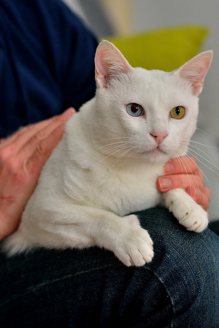 Duque, gato Blanco de ojos Dispares esterilizado súper dulce positivo a inmuno, nacido en 2011, en adopción. Valencia. ADOPTADO.  25200633175_edac6b62e8_z