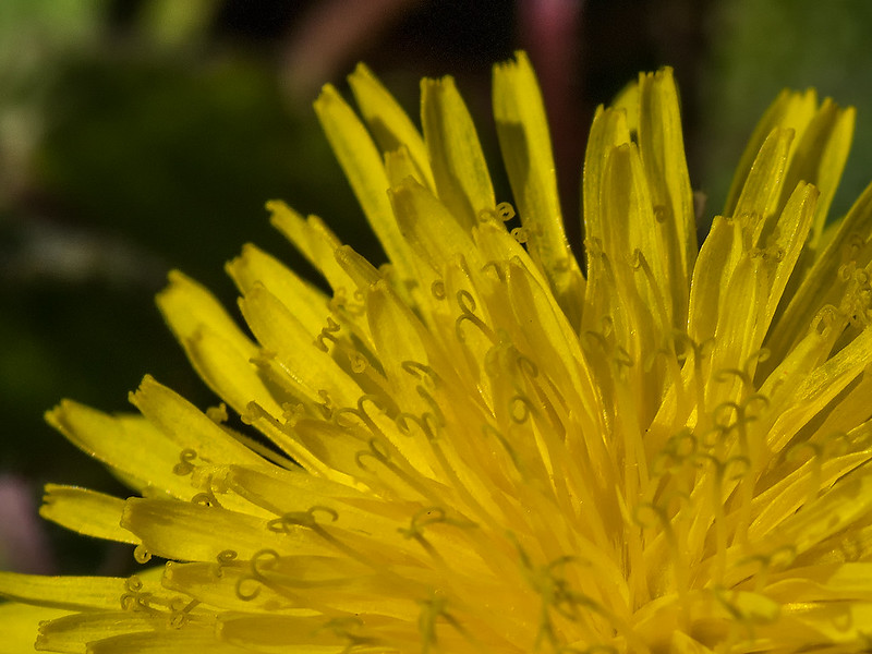 Common Dandelion close-up