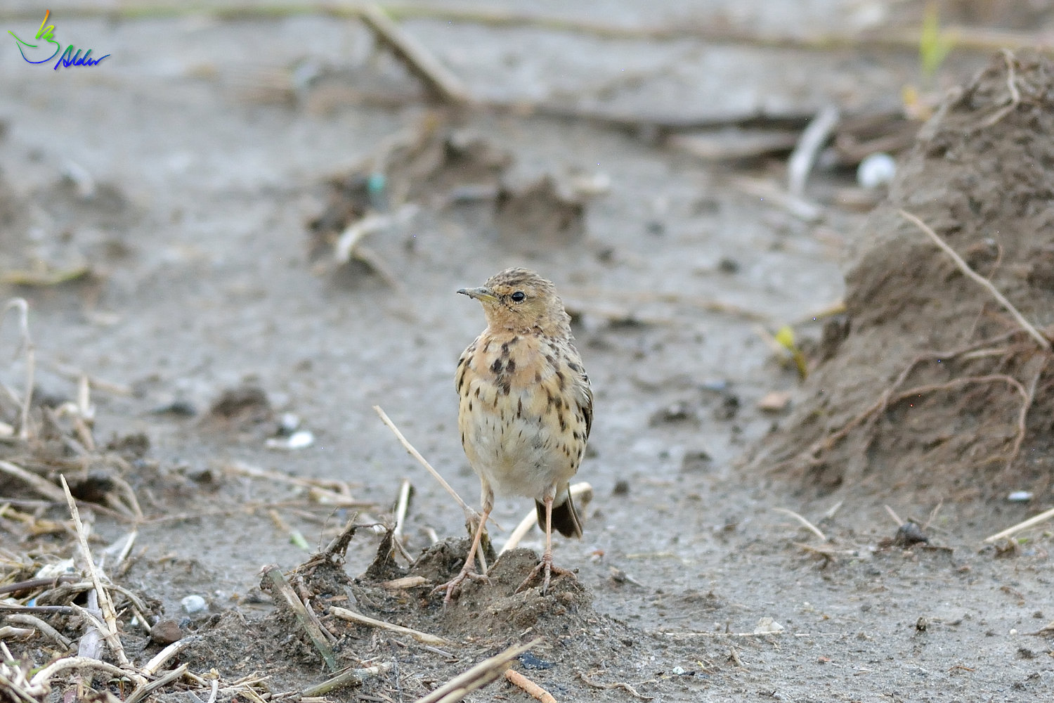 Red-throated_Pipit_1952