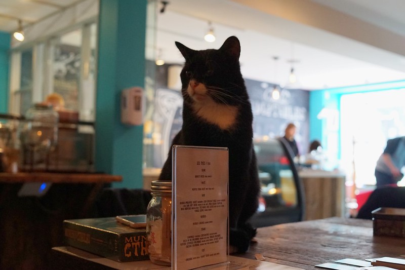 Kitty on a table - Cafe Venosa