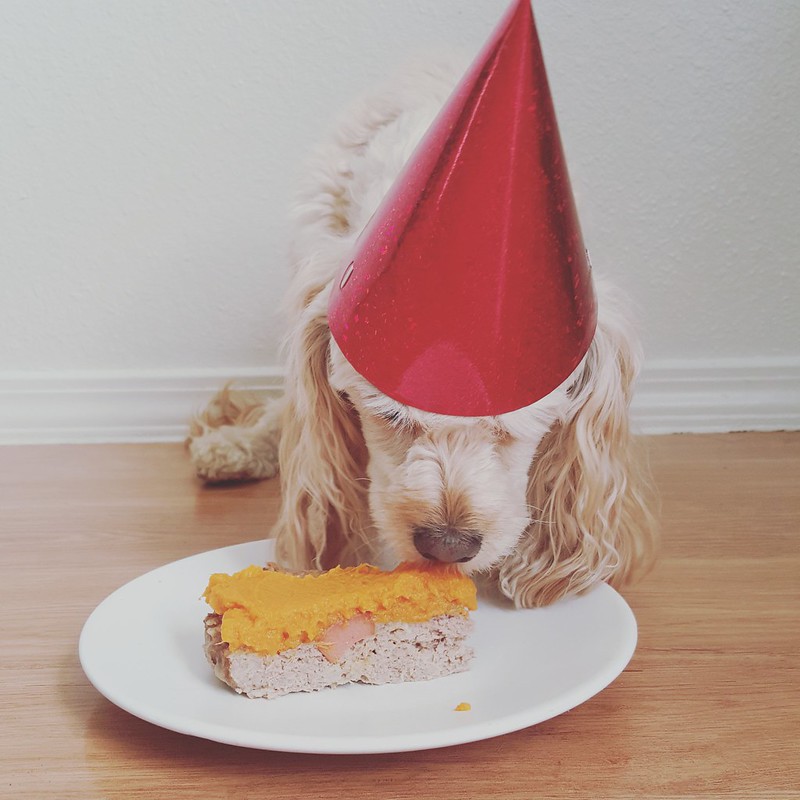 Birthday Cake for Dogs - homemade chicken cake for your pup's birthday! With sweet potato frosting! 