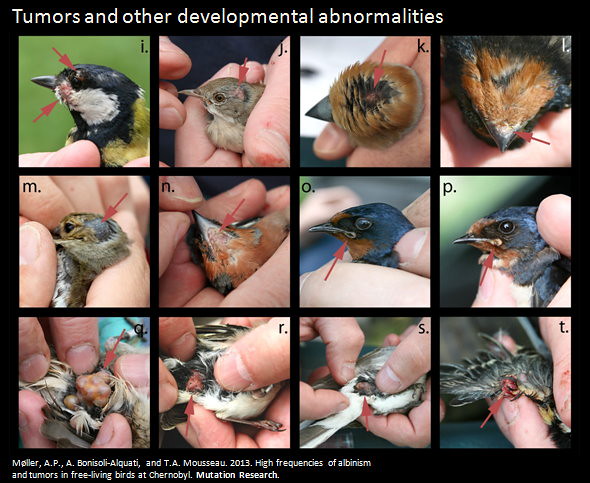 車諾比地區發現鳥類的腫瘤與其他變異 圖片提供：Timothy A. Mousseau