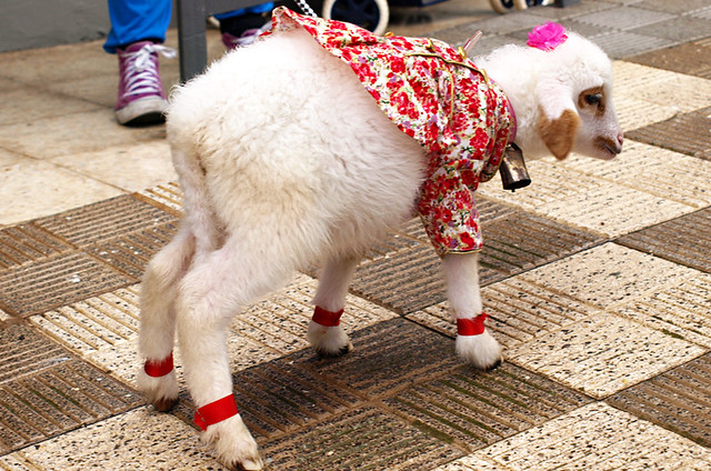 Lamb, San Abad, La Matanza, Tenerife