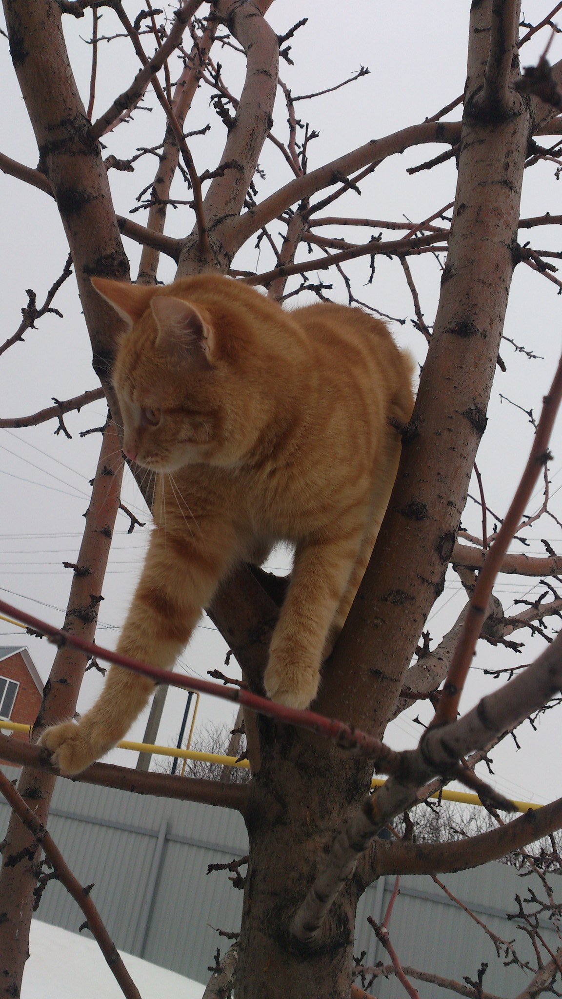 Трёхмесячный котёнок, лазающий по деревьям. 