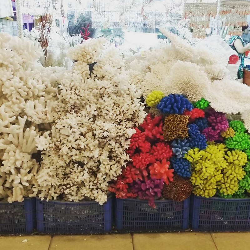bleached coral in guangzhou