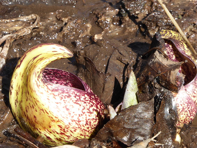 Skunk Cabbage flower in the mud at Sky Meadows State Park in Virginia