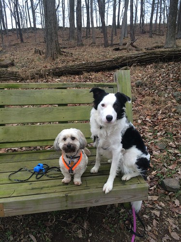 Yes, Virginia State Parks are Pet Friendly