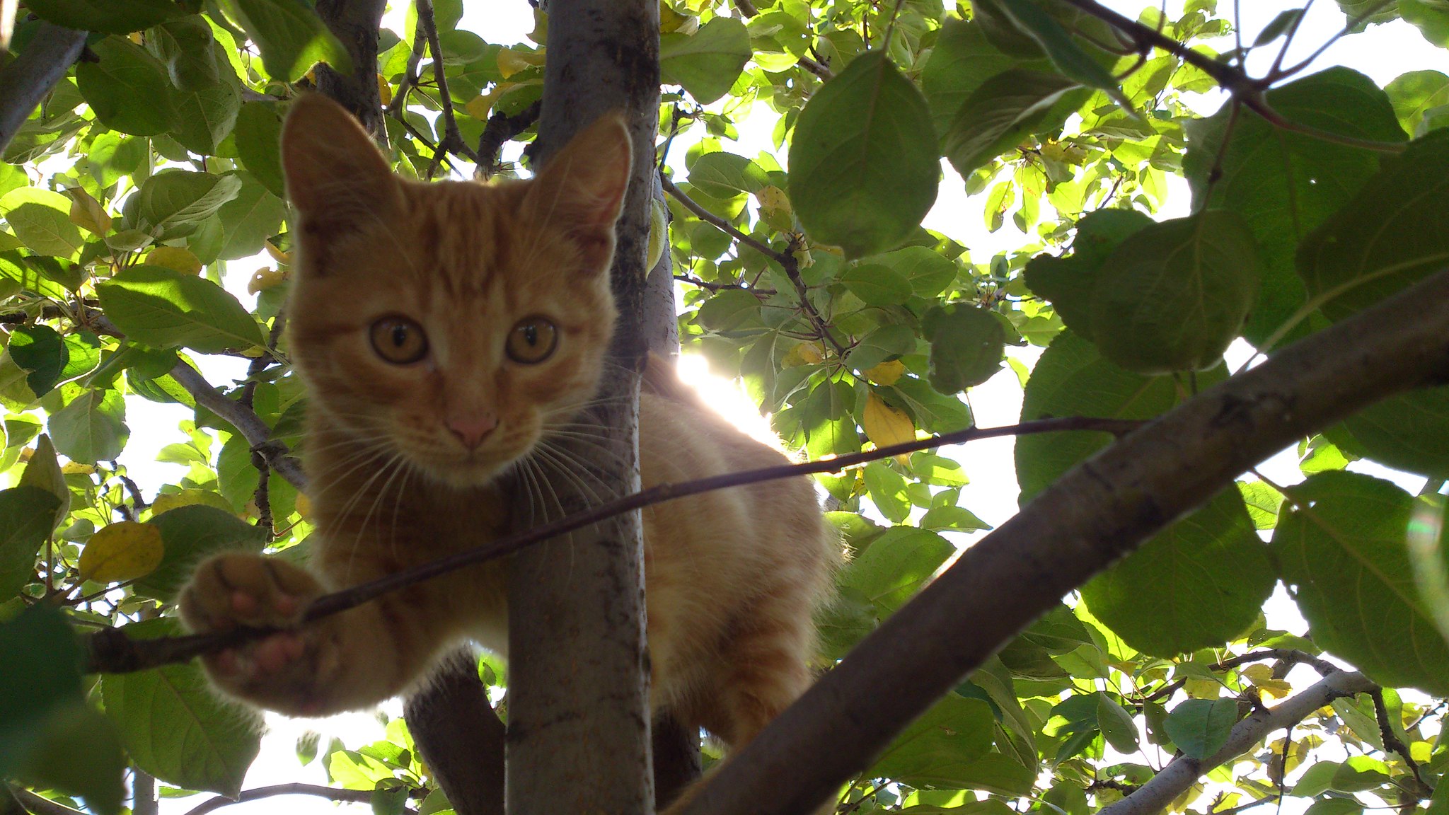 Трёхмесячный котёнок, лазающий по деревьям.: liya_fa — LiveJournal - Page 3