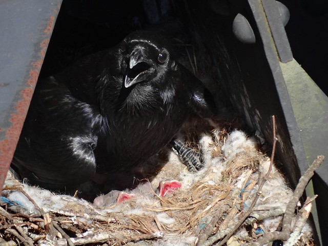 A female raven sits on her eggs at High Bridge Trail State Park, Virginia.