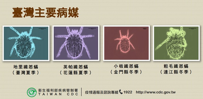 台灣現有38種恙蟲僅少數種類恙蟎會傳播恙蟲病，且隨不同地域及季節由不同恙蟎感染。而感染立克次體的恙蟎，會經由遺傳而代傳立克次體於每個發育期階段，成為永久性感染。截自疾管署專業核心教材