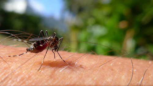 有推論認為基改蚊子導致茲卡病毒爆發。圖片來源：John Tann(CC BY 2.0)