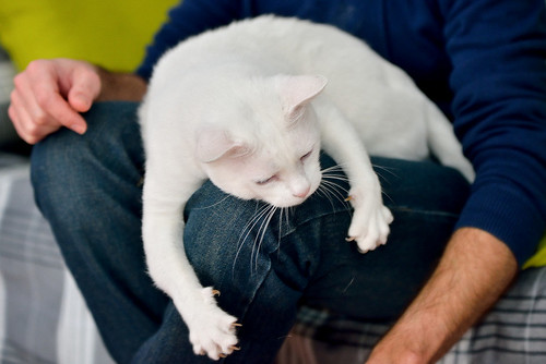 Duque, gato Blanco de ojos Dispares esterilizado súper dulce positivo a inmuno, nacido en 2011, en adopción. Valencia. ADOPTADO.  24573827933_0967f0a7d5