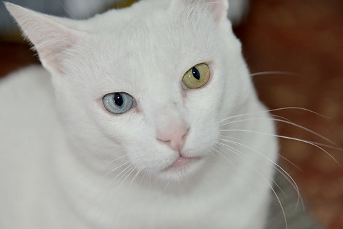 Duque, gato Blanco de ojos Dispares esterilizado súper dulce positivo a inmuno, nacido en 2011, en adopción. Valencia. ADOPTADO.  24573826663_dfb8ae71fa