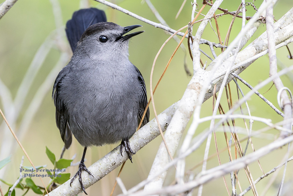 Gray Catbird Singing at Corkscrew Swamp Sanctuary, Florida… Flickr
