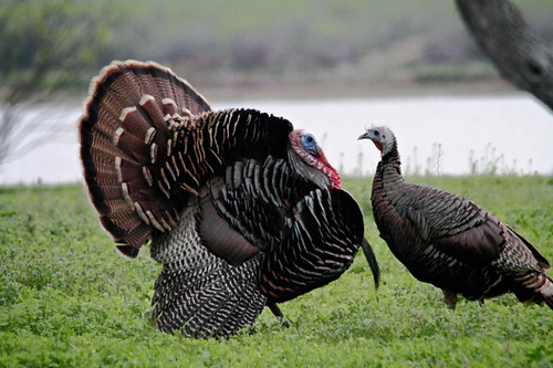 Turkeys in Texas engaging in courting