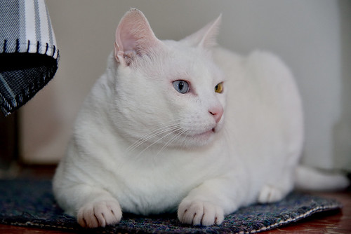 Duque, gato Blanco de ojos Dispares esterilizado súper dulce positivo a inmuno, nacido en 2011, en adopción. Valencia. ADOPTADO.  24832950899_f85a6d7987