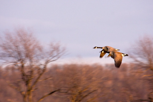 Photo of Canada geese in flight