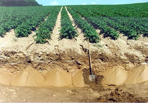 A potato field with soil erosion