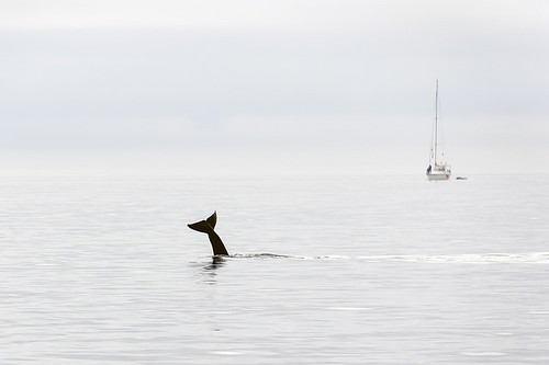 虎鯨。圖片來源：Ross G. Strachan（CC BY-NC-ND 2.0）