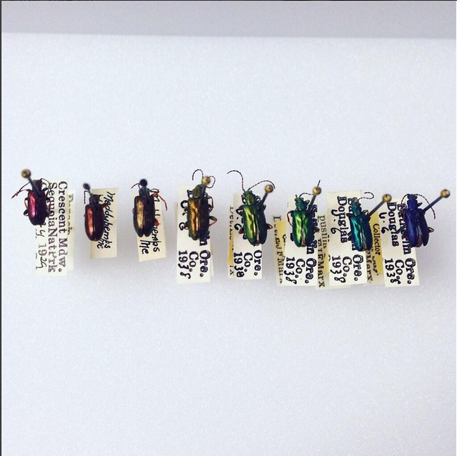 A colorful spectrum of small beetles in a row