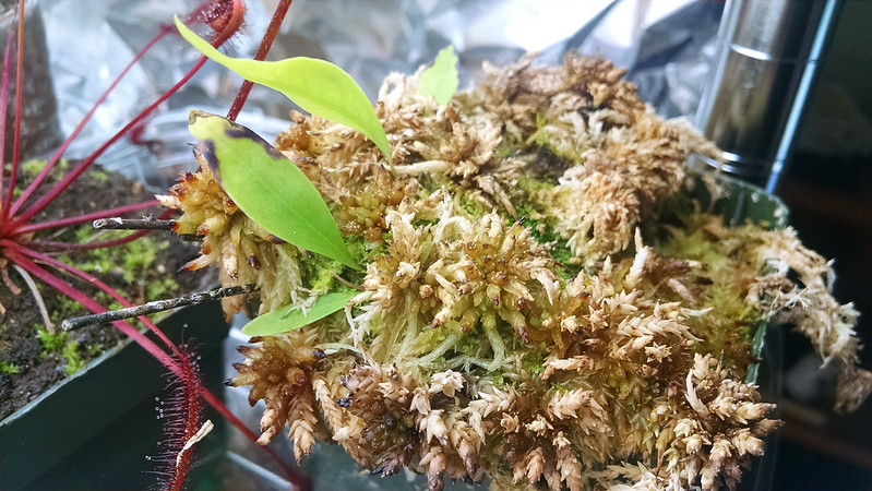 Utricularia longifolia.