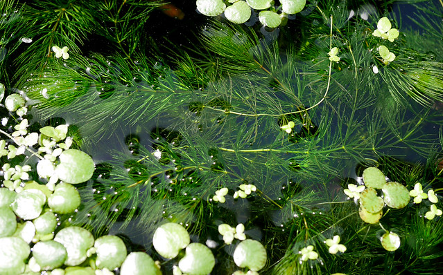 マツモ 松藻 金魚藻 ビオトープ 水生植物 Ceratophyllum demersum Coontail Hornwort メダカ